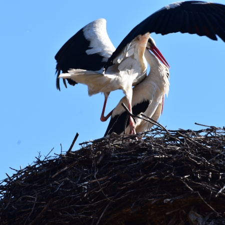 Fotó: Gazda Árpád, clujbird.ro