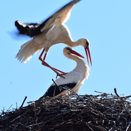 Fotó: Gazda Árpád, clujbird.ro