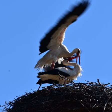 Fotó: Gazda Árpád, clujbird.ro